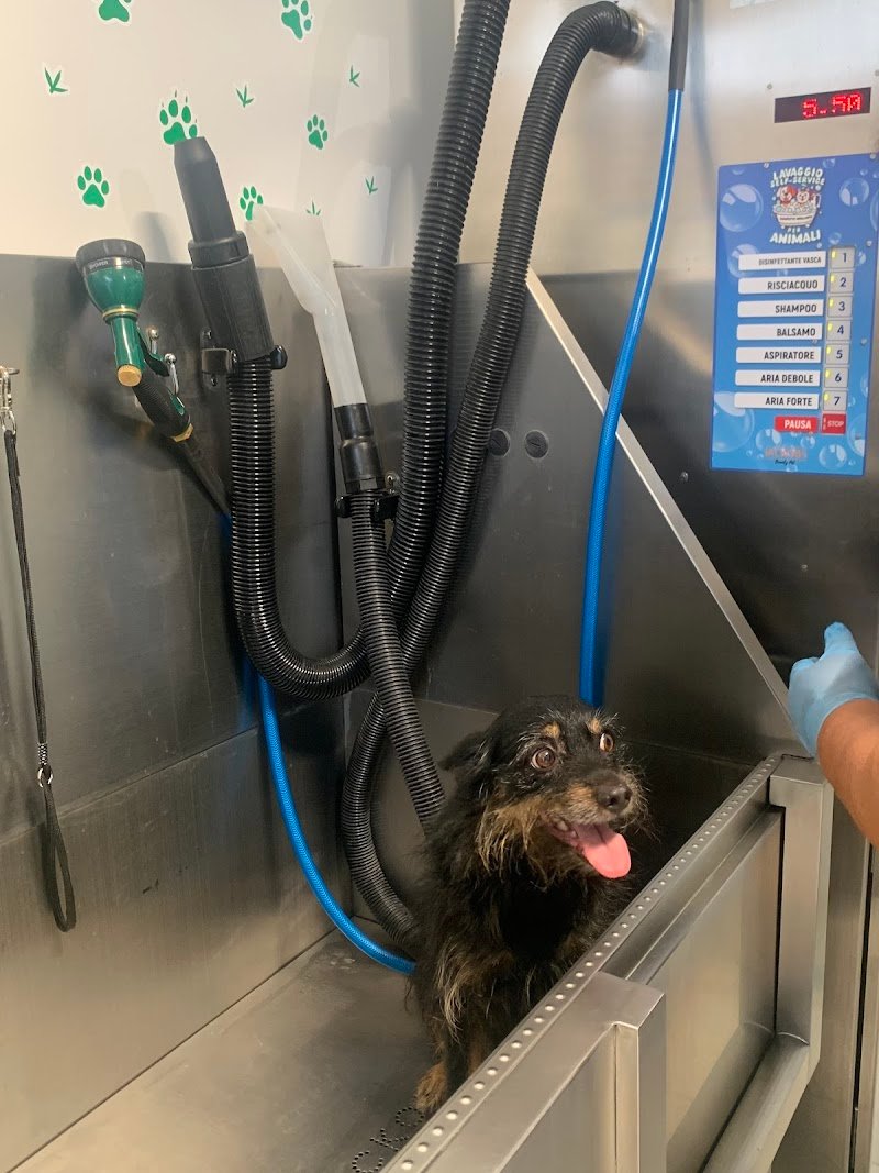 Zampette Brillanti lavaggio self-service Pescara-Chieti - Foto 3