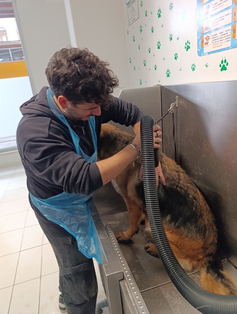 Zampette Brillanti lavaggio self-service Pescara-Chieti - Foto 6