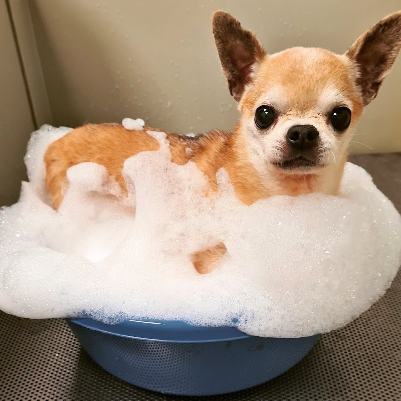 Zampette in vasca - Foto 6