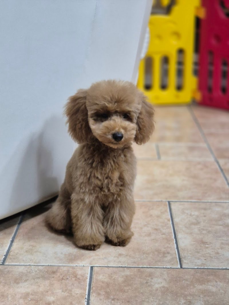 Zampette sul cuore - Foto 1