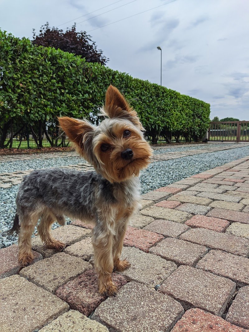 Zampina Amica - Foto 1