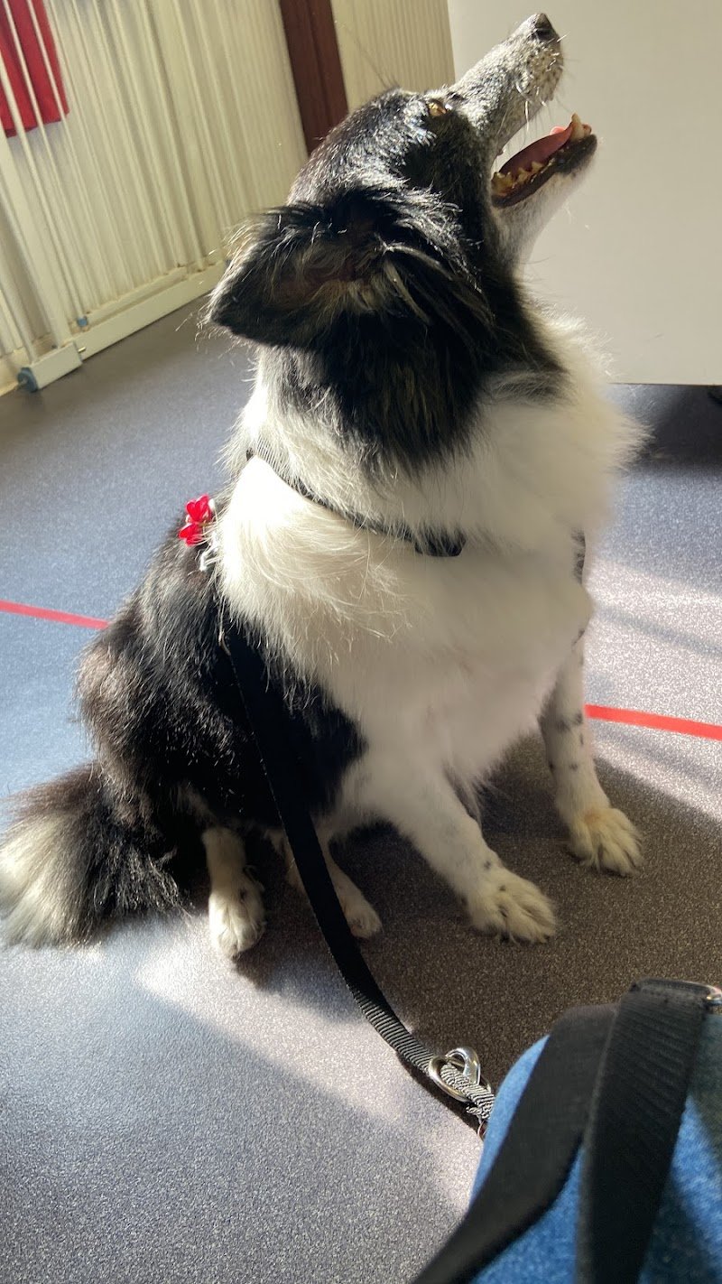 Zampina Amica - Foto 3