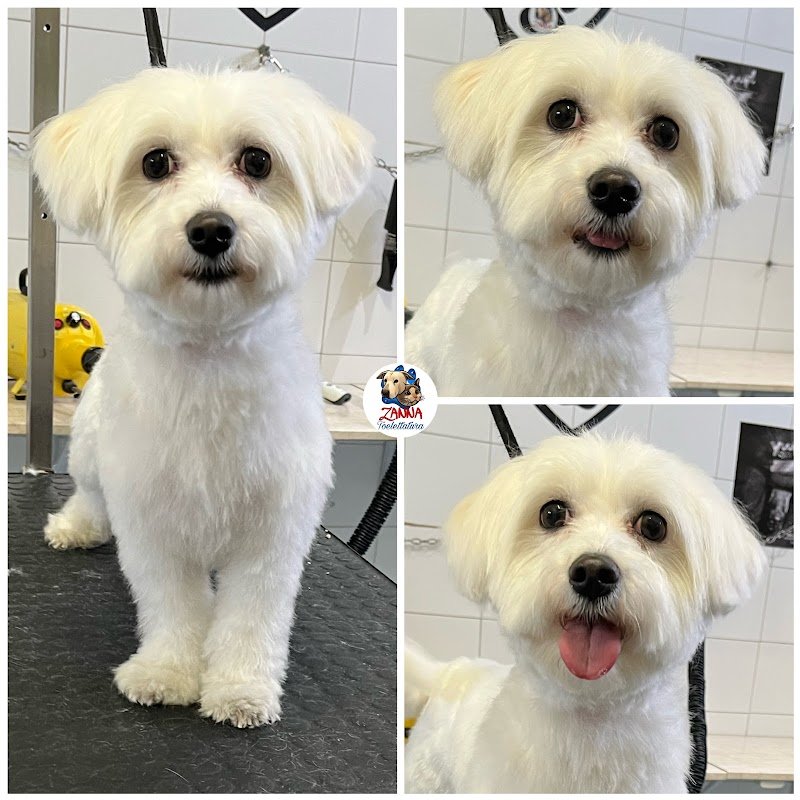 Zanna Toelettatura Accessori e Mangimi - Foto 2