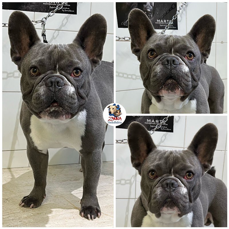 Zanna Toelettatura Accessori e Mangimi - Foto 3