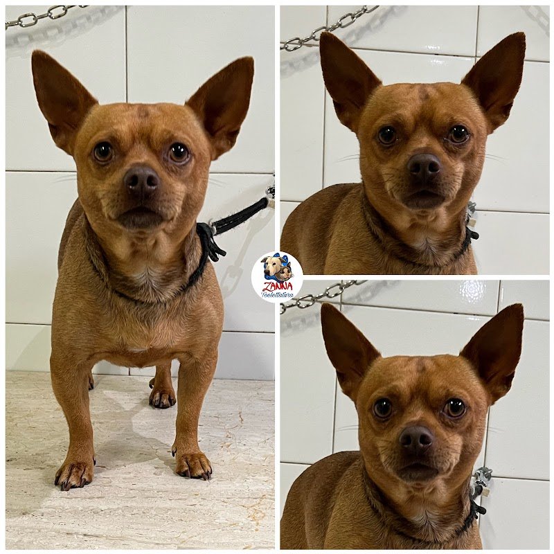 Zanna Toelettatura Accessori e Mangimi - Foto 4