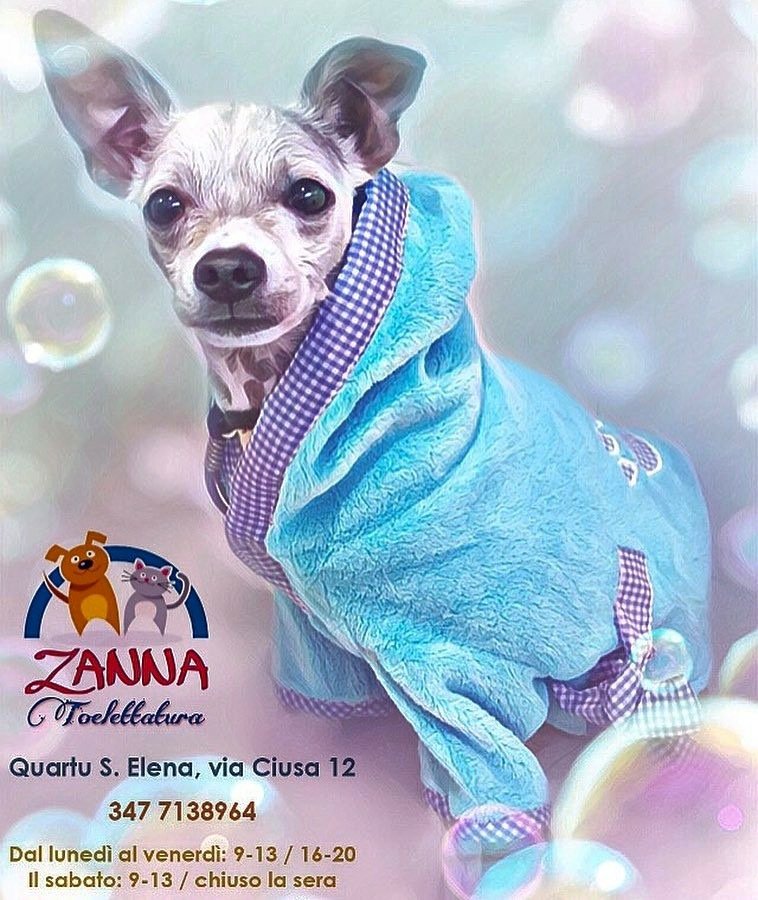 Zanna Toelettatura Accessori e Mangimi - Foto 5