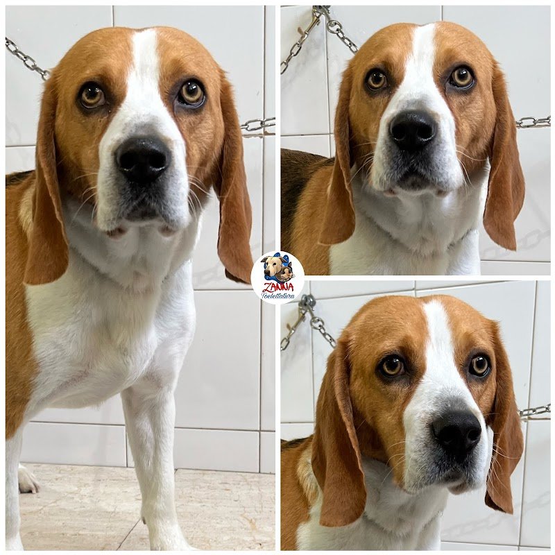 Zanna Toelettatura Accessori e Mangimi - Foto 6