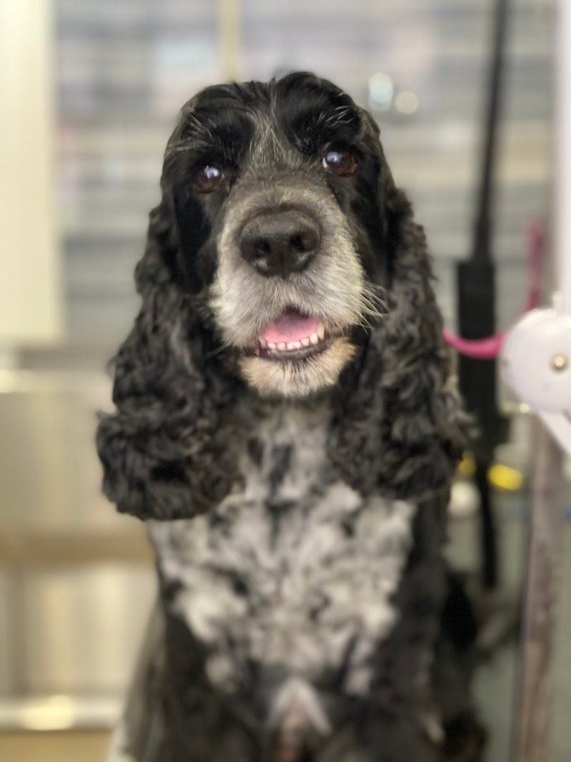 ZavaRoby Pet Station - Foto 2