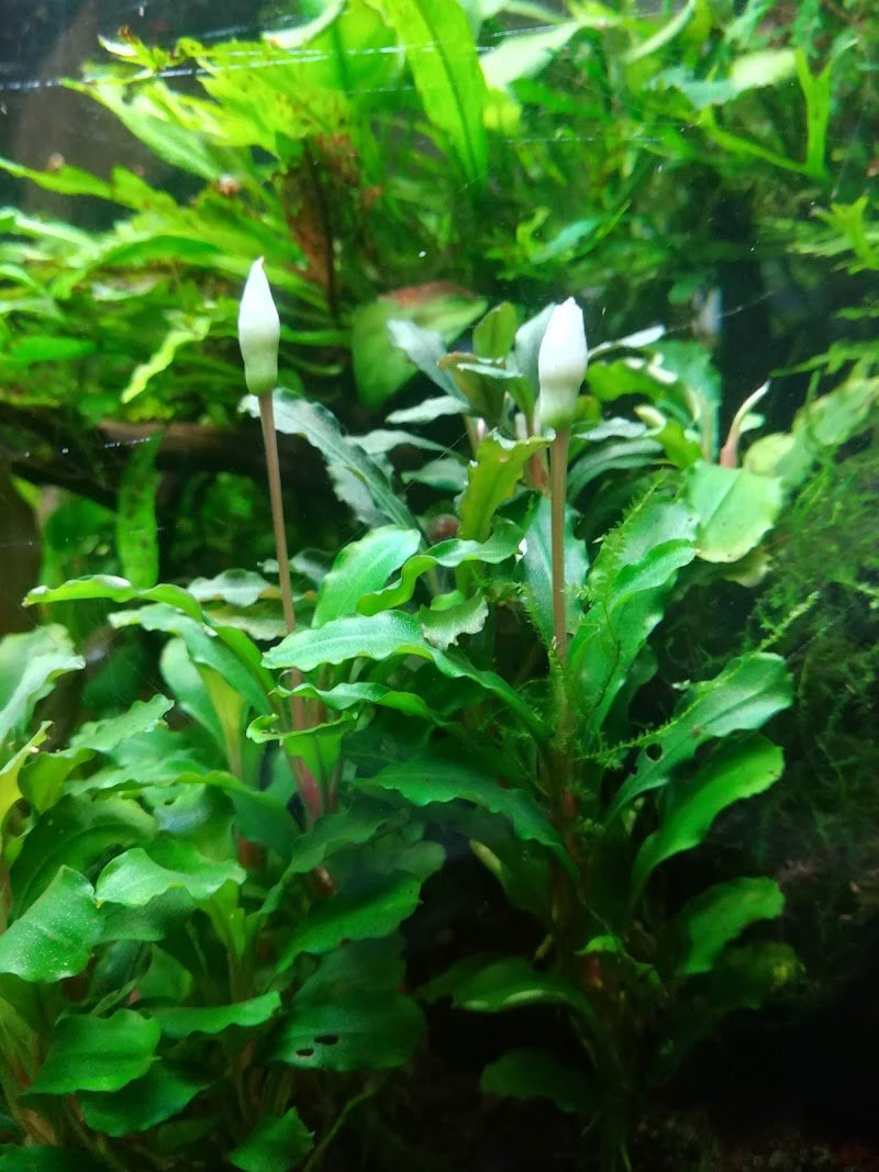 ZavaRoby Pet Station - Foto 3