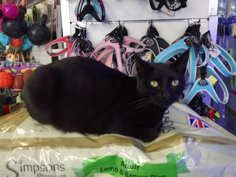 ZavaRoby Pet Station - Foto 4