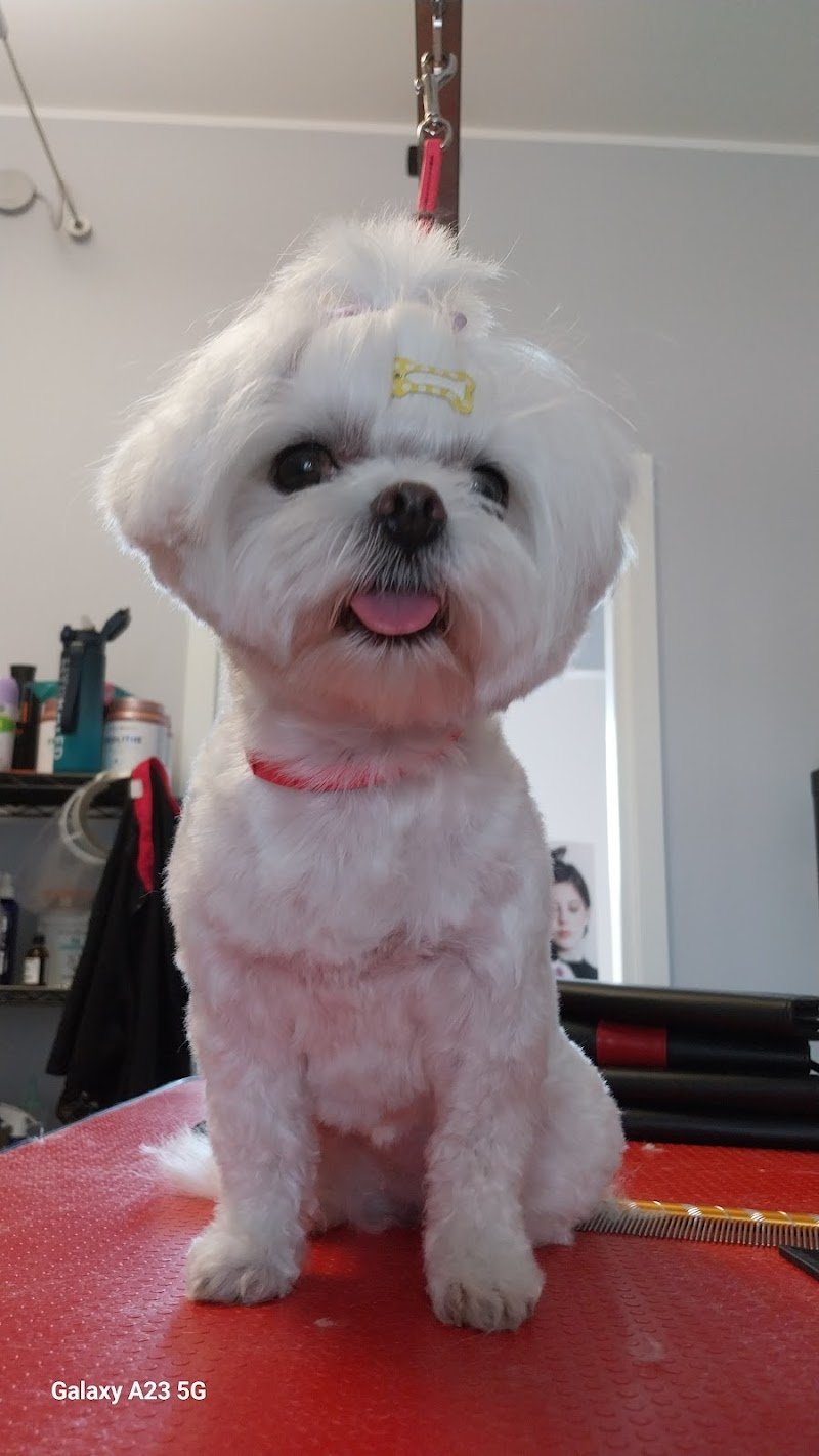 Zoe - Toelettatura e centro benessere per cani e gatti - Foto 1