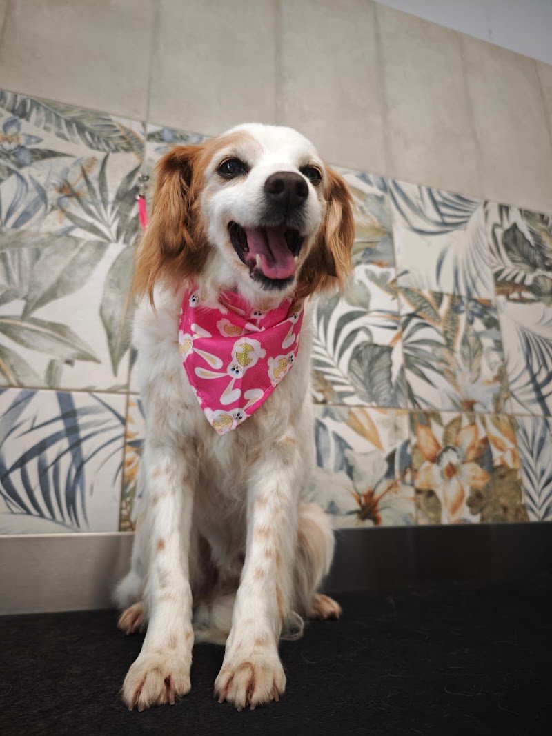 Zoe - Toelettatura e centro benessere per cani e gatti - Foto 2