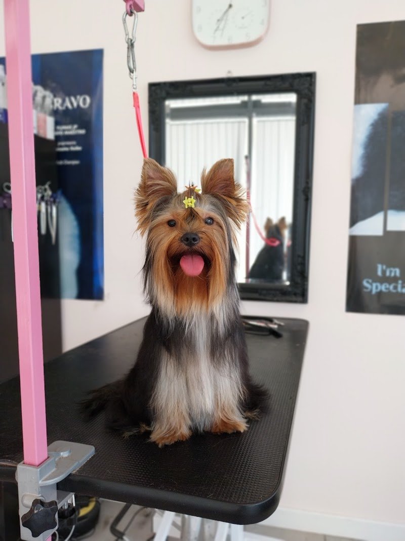 Zoe - Toelettatura e centro benessere per cani e gatti - Foto 3