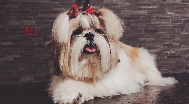 Zoe - Toelettatura e centro benessere per cani e gatti - Foto 4