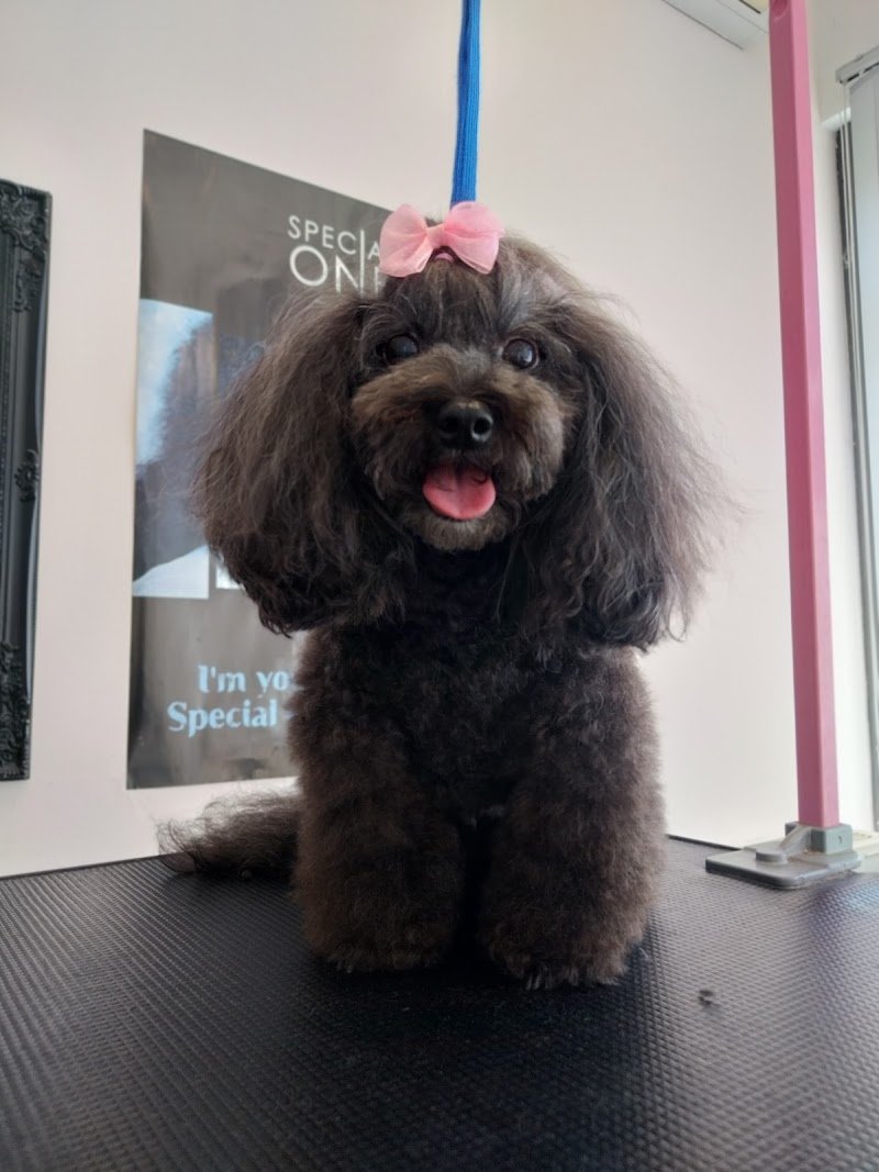 Zoe - Toelettatura e centro benessere per cani e gatti - Foto 5