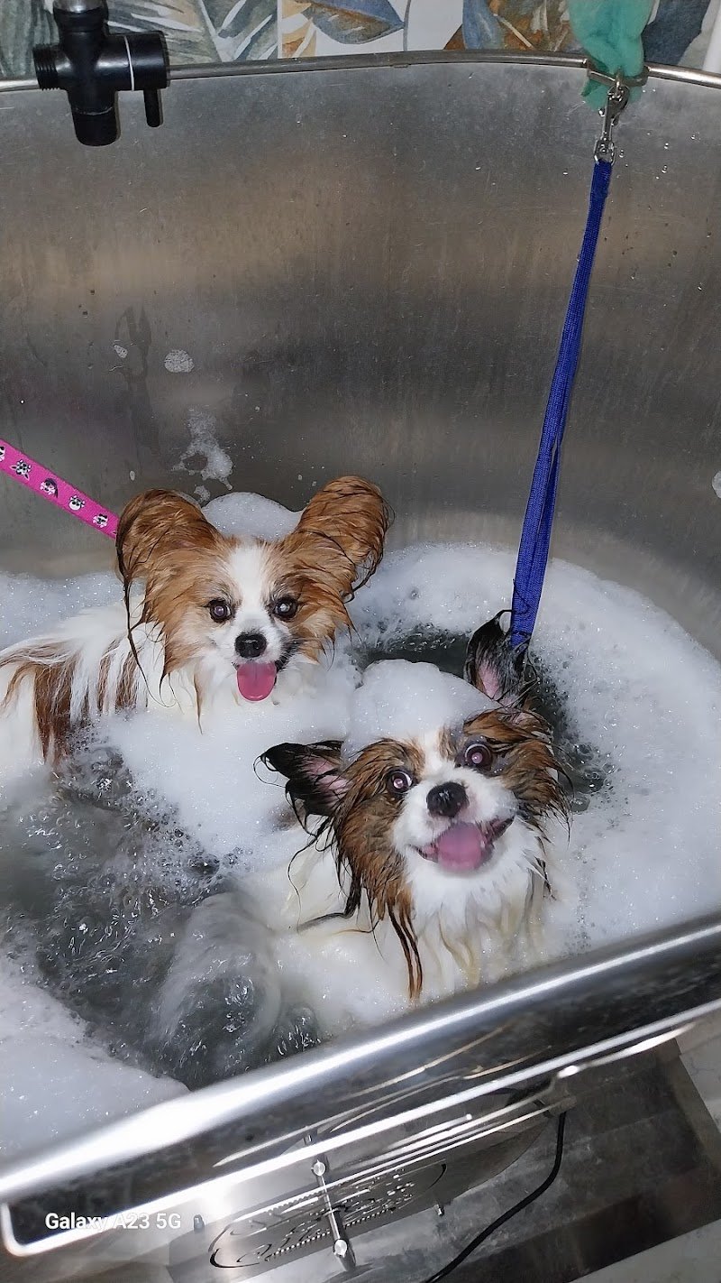 Zoe - Toelettatura e centro benessere per cani e gatti - Foto 6