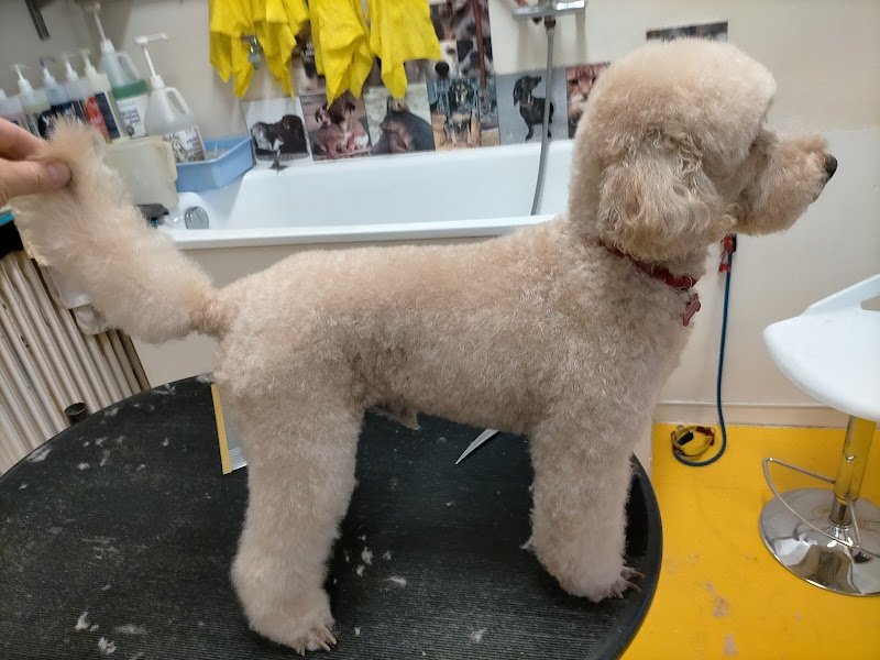 Zoogarden - Toelettatura cani Udine - articoli per animali - Foto 2