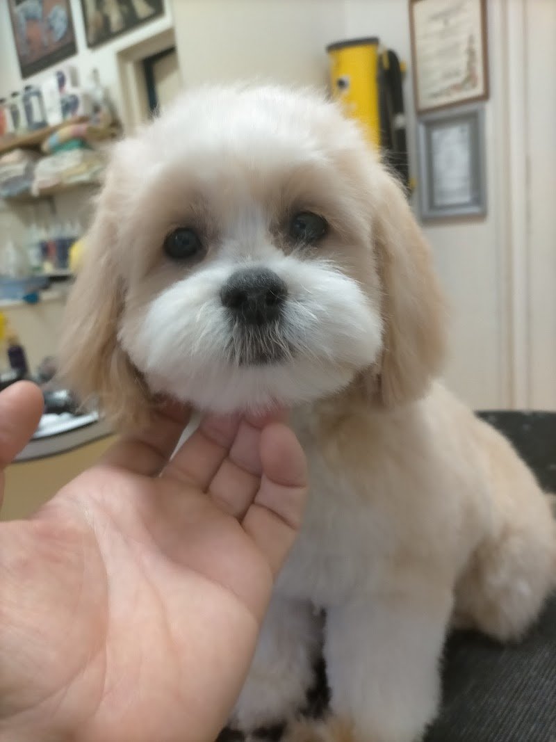 Zoogarden - Toelettatura cani Udine - articoli per animali - Foto 5