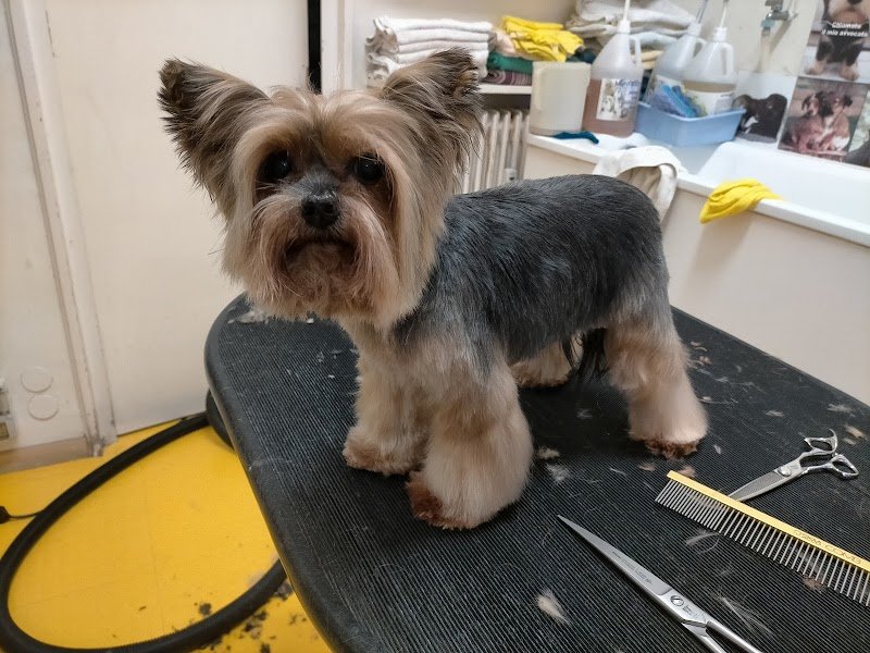 Zoogarden - Toelettatura cani Udine - articoli per animali - Foto 6