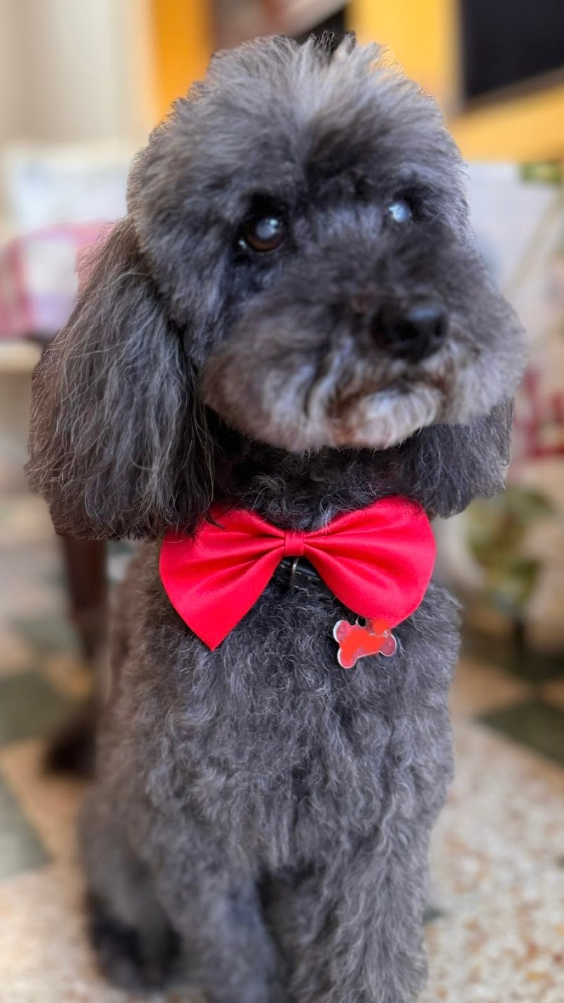 Zoolandia Di Raffaella Corfini - Foto 1