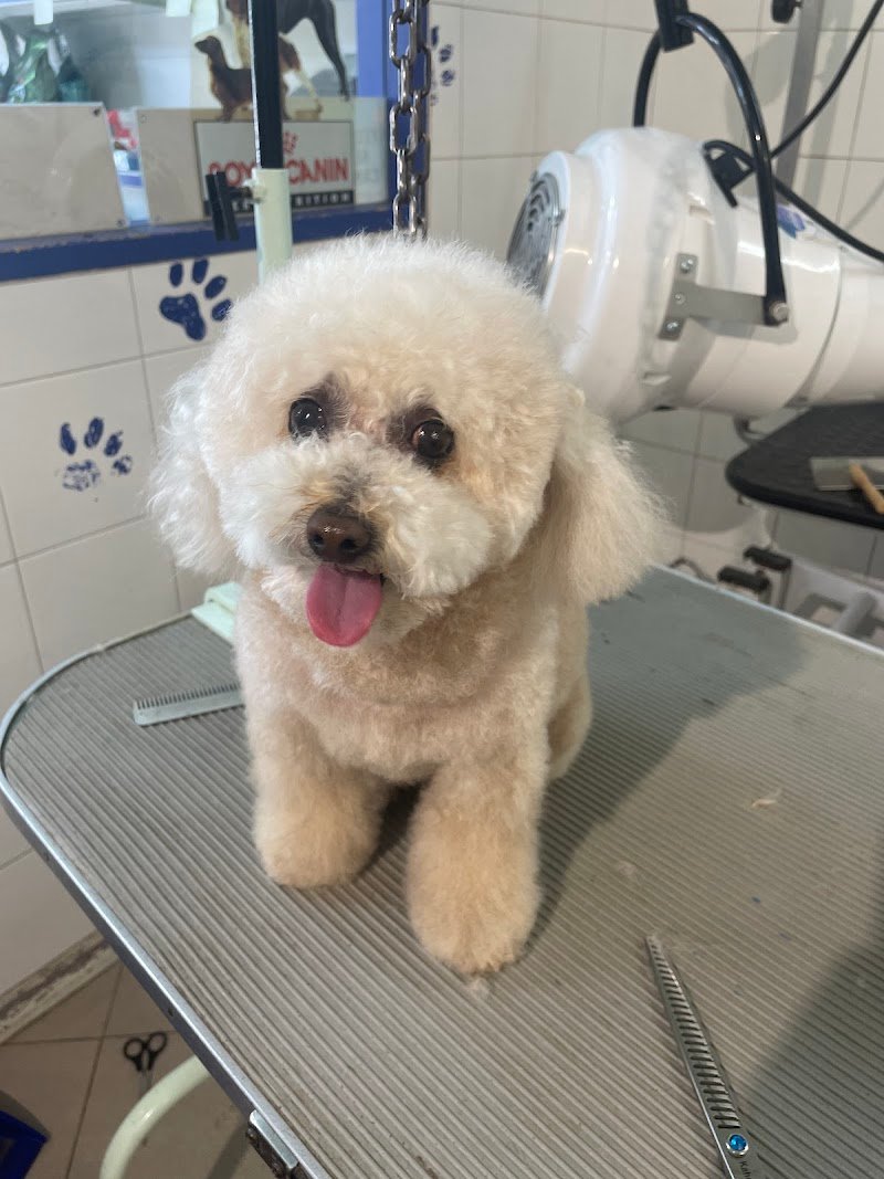 Zoolandia Di Raffaella Corfini - Foto 2