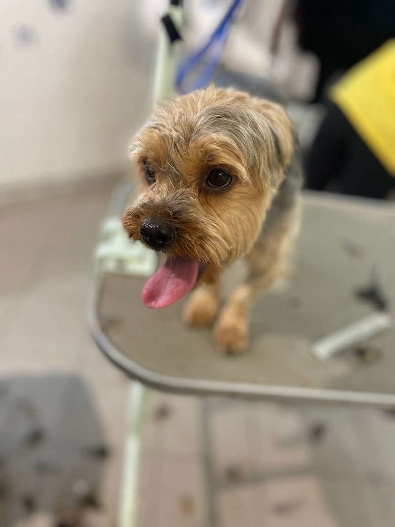 Zoolandia Di Raffaella Corfini - Foto 3