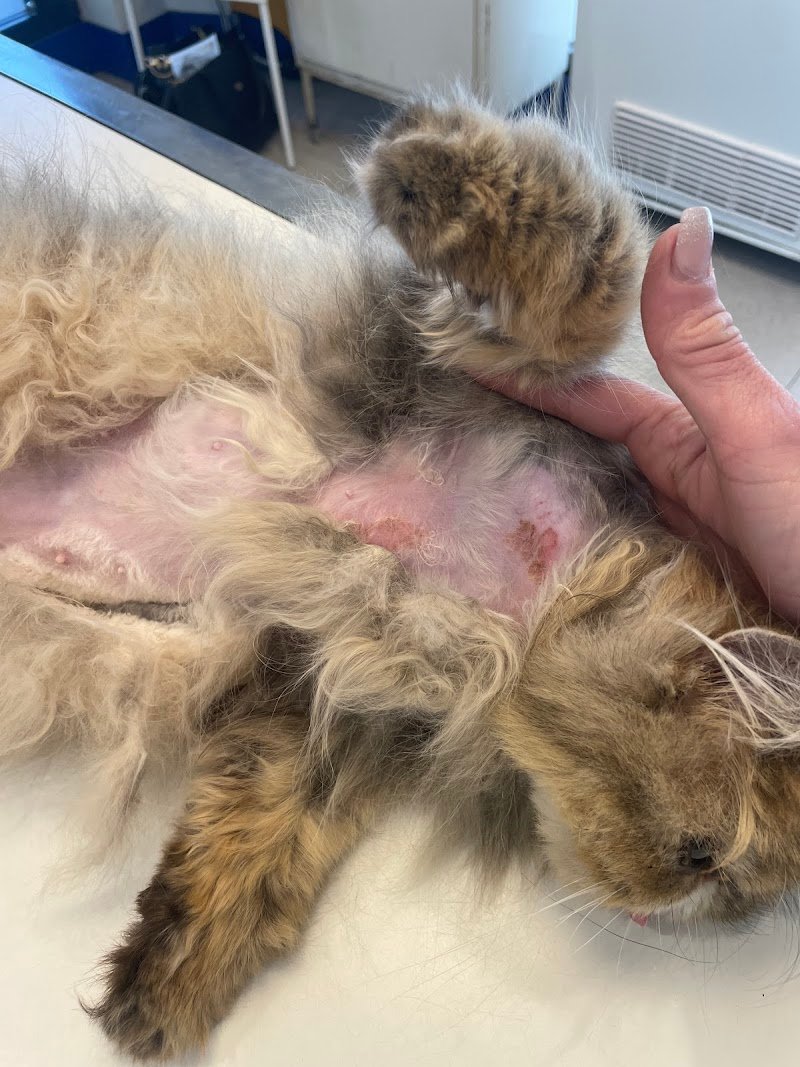 Zoolandia Di Raffaella Corfini - Foto 4