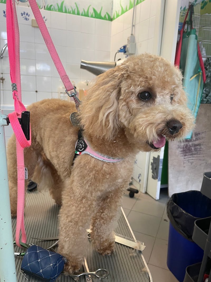 Zoolandia Di Raffaella Corfini - Foto 5