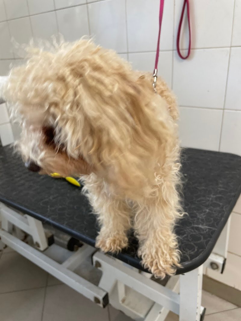 Zoolandia Di Raffaella Corfini - Foto 6