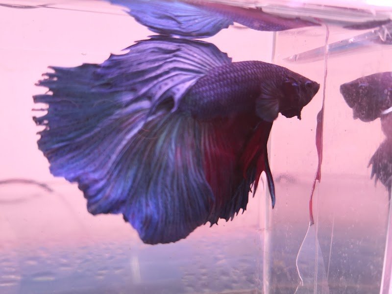 ZOOMARKET di Gioè Michele - Foto 2