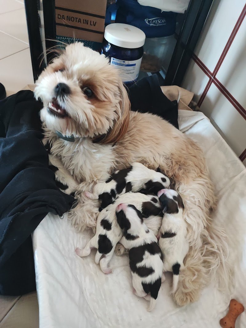 ZOOMARKET di Gioè Michele - Foto 3