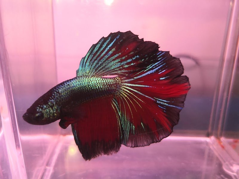 ZOOMARKET di Gioè Michele - Foto 4