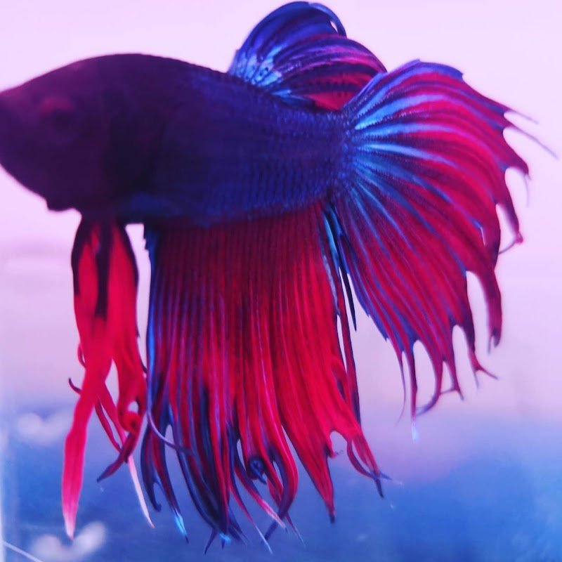 ZOOMARKET di Gioè Michele - Foto 6