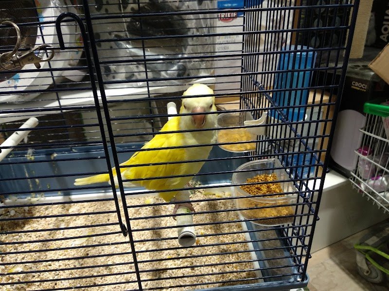 Zoomiguana Il Megastore Degli Animali - Foto 5