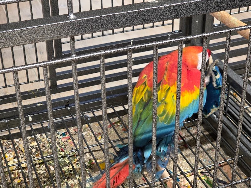 Zoomiguana Il Megastore Degli Animali - Foto 5