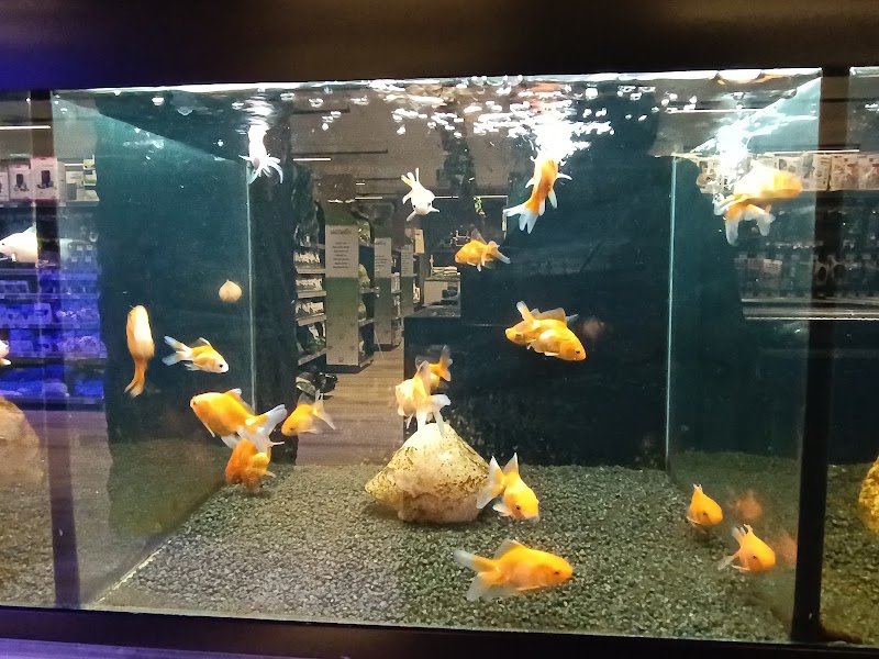 Zoomiguana Il Megastore Degli Animali - Foto 3