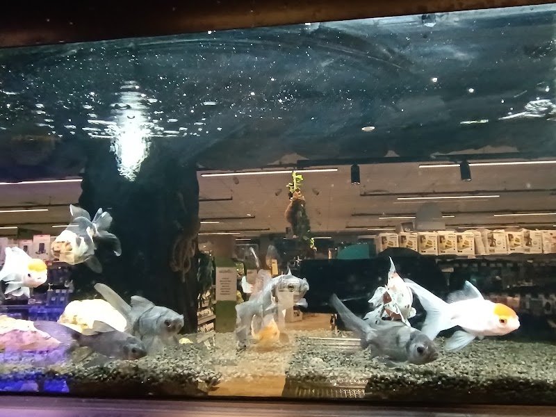 Zoomiguana Il Megastore Degli Animali - Foto 6