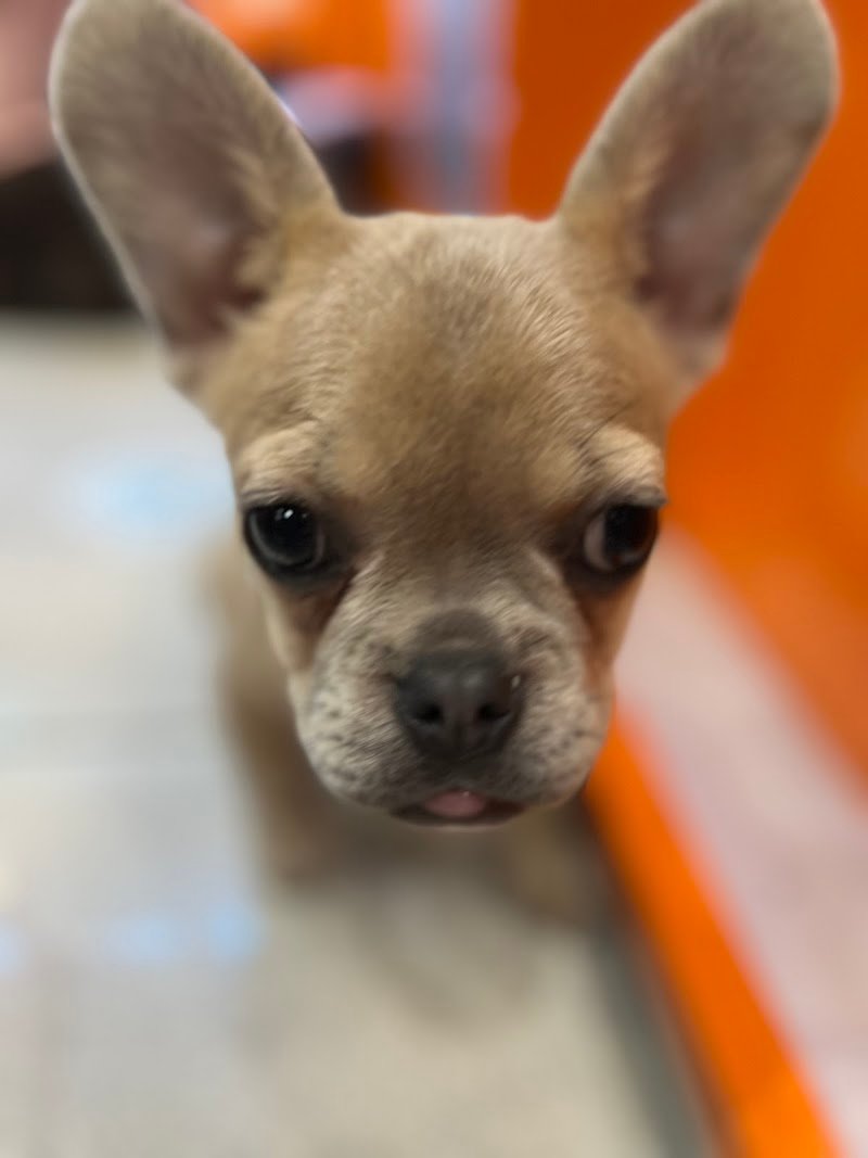 Zooplanet Lacchiarella - Foto 2